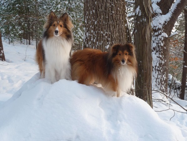 Two Shetland Sheepdogs