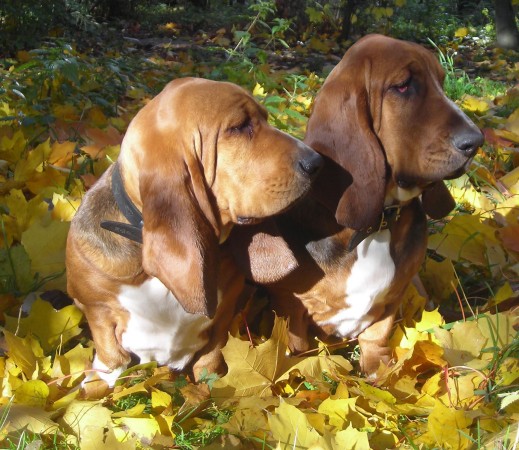 Two basset hounds