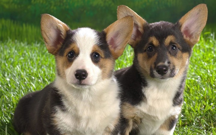 Two pembroke puppies