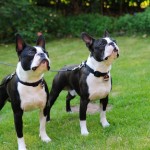 Two young Boston Terriers