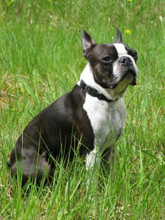 Young Boston Terrier