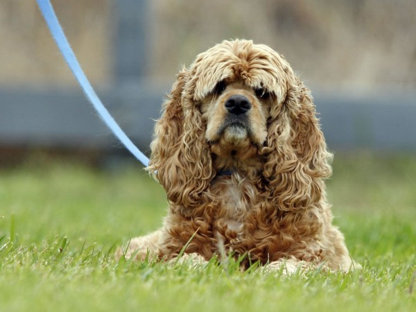 American Cocker Spaniel