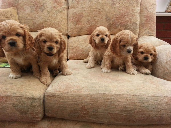 American Cocker Spaniel puppies