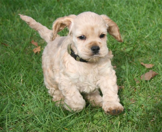 American Cocker Spaniel puppy