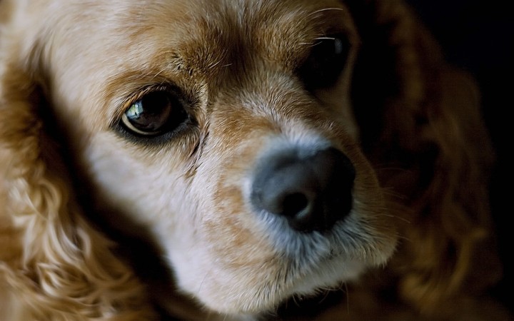 American Cocker Spaniel puppy head wallpaper