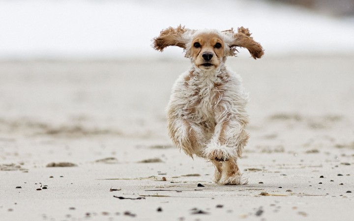 American Cocker Spaniel running wallpaper