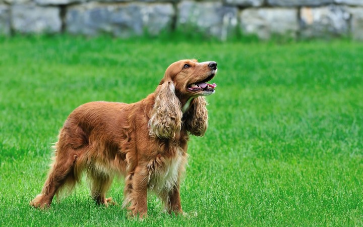 American Cocker Spaniel wallpaper