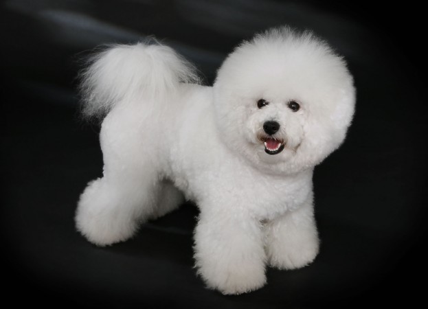 Bichon Frisé with Snow Cut