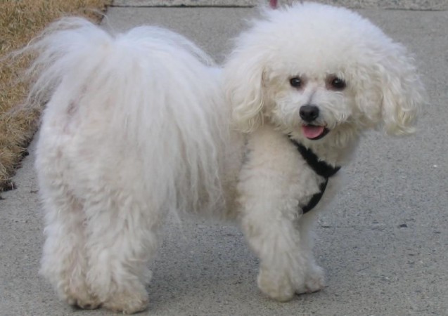 Bichon Frisé with Puppy Cut