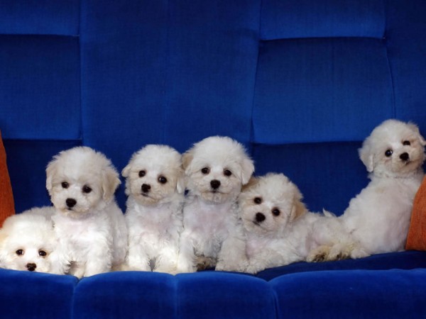 Bichon Frise Puppies