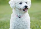 Bichon Frise