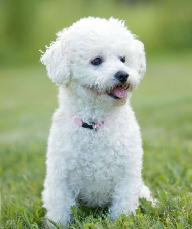 Bichon Frise dog