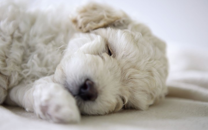 Bichon Frise sleeping