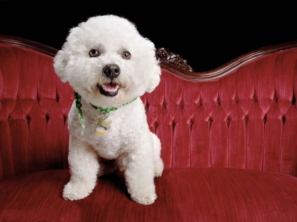 Bichon Frise wallpaper