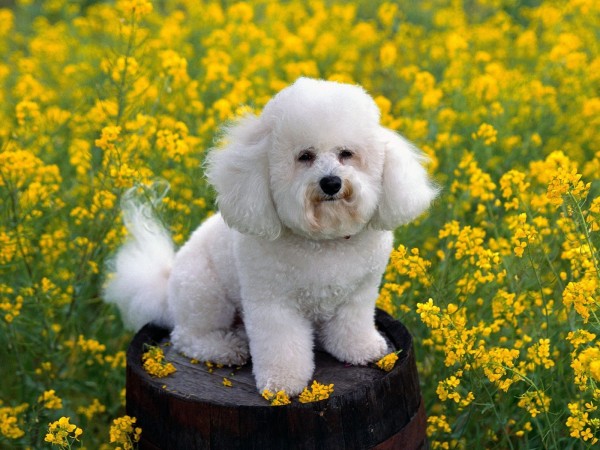 Bichon wallpaper