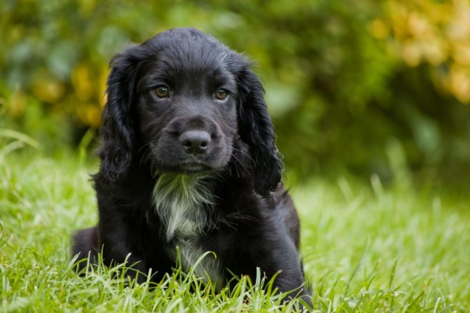 Black American Cocker Spaniel