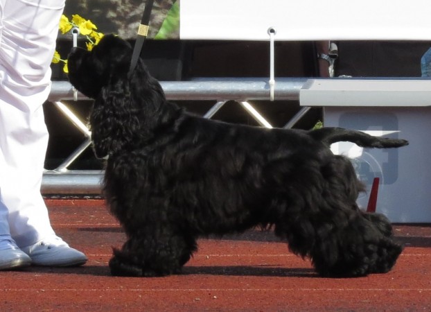 Black American Cocker Spaniel in show cut