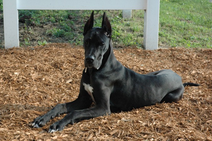 Black Great Dane