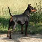 Black Miniature Pinscher with uncropped tail and ears