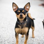 Black and tan Chihuahua