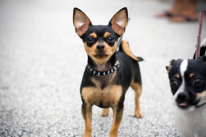 Black and tan Chihuahua