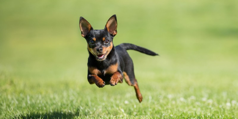 Black and tan Chihuahua running