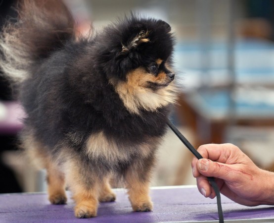 Black and tan Pomeranian show dog