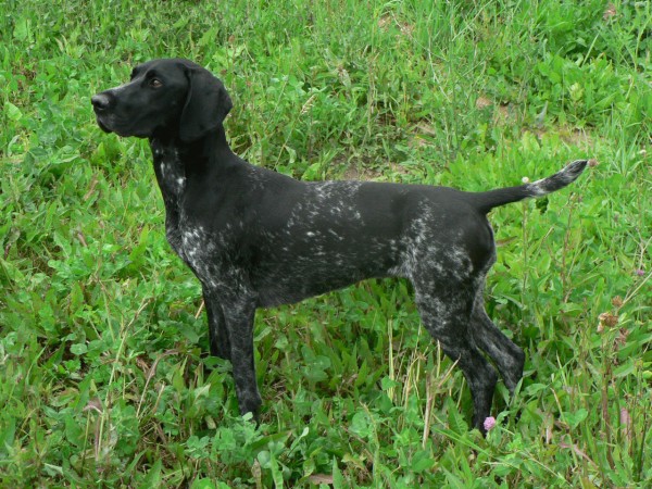 Black and white GSP