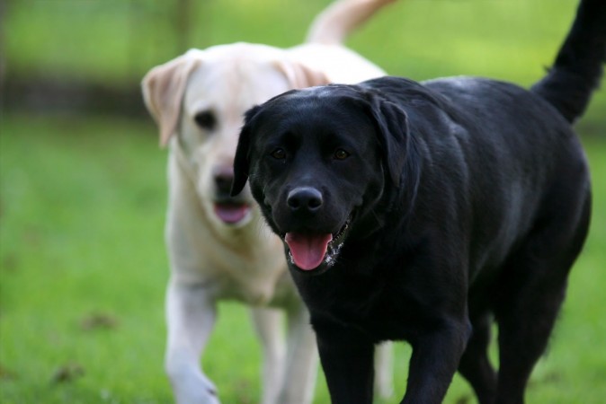 Black and yellow Labrador Retrievers