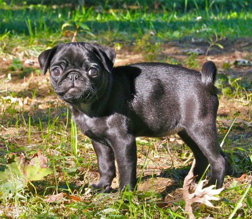 Black Pug puppy