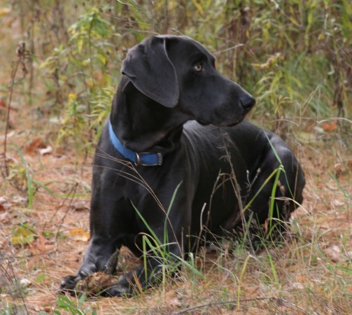 Blue Weimaraner