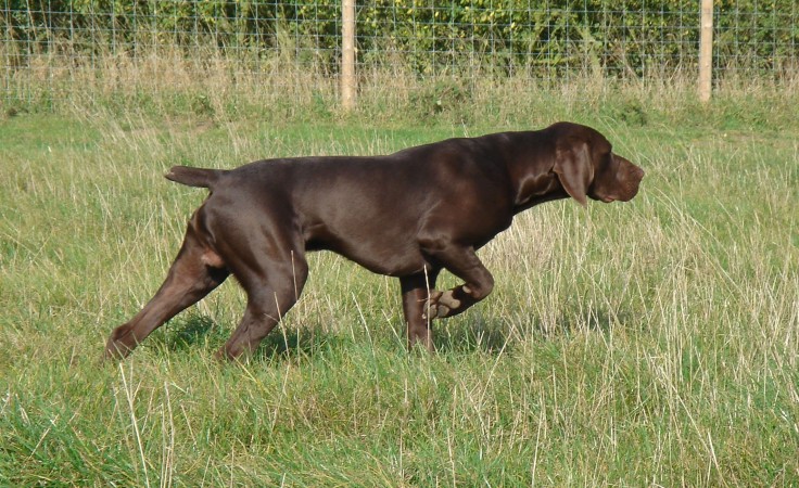 Brown GSP (German Shorthaired Pointer)