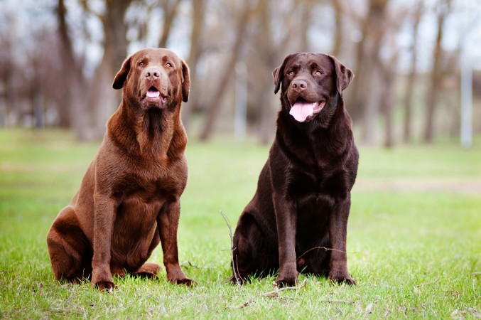 Brown and light brown Labs