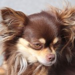 Brown long coated Chihuahua
