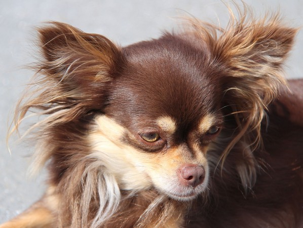 Brown long coated Chihuahua