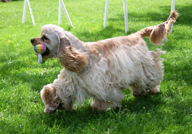 Buff colored American Cocker Spaniel