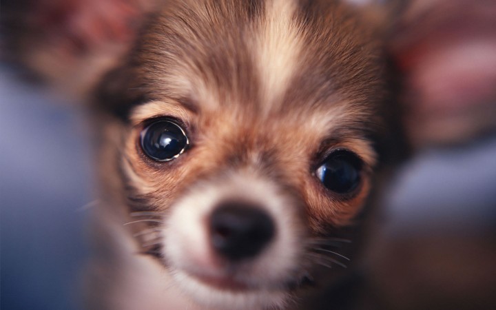 Chihuahua head wallpaper