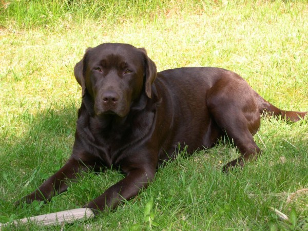 Chocolate Labrador Retriever