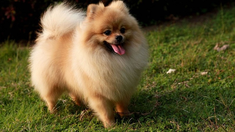 Cream Pomeranian wallpaper