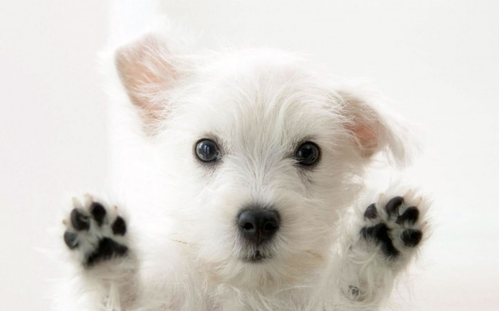 Cute Maltese wallpaper - My Doggy Rocks