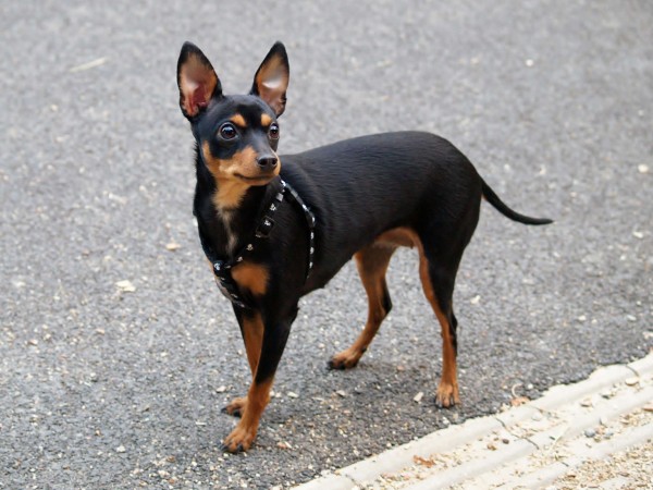 Cute Miniature Pinscher