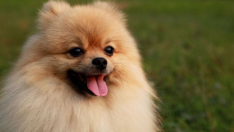 Cute Pomeranian wallpaper