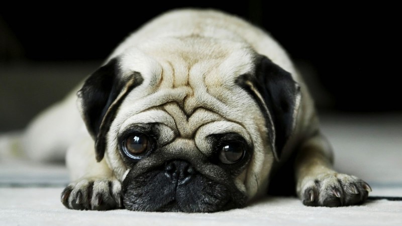 Cute Pug wallpaper