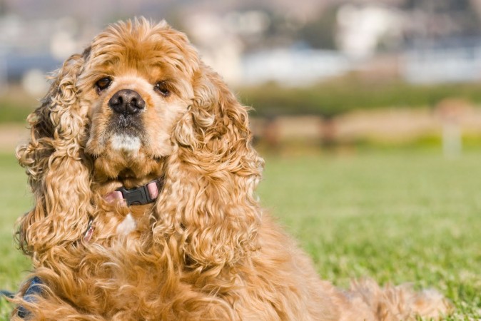 Fawn American Cocker Spaniel