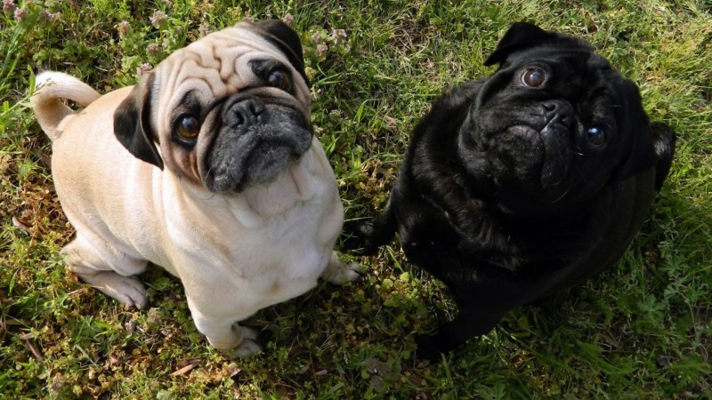 Fawn and black Pugs