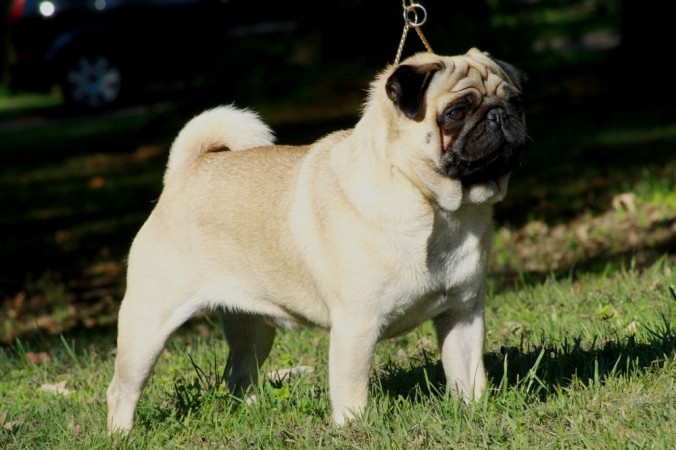 Fawn pug