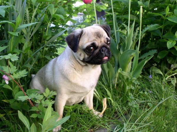 Fawn Pug puppy