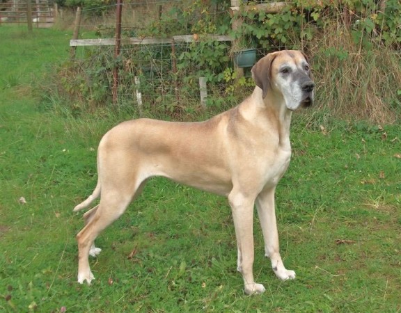 Female fawn Great Dane