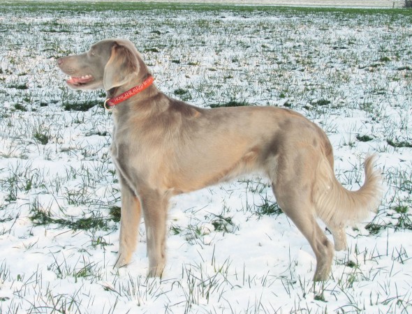 Female long coat Weimaraner