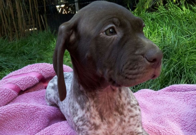 German Shorthaired Pointer puppy head